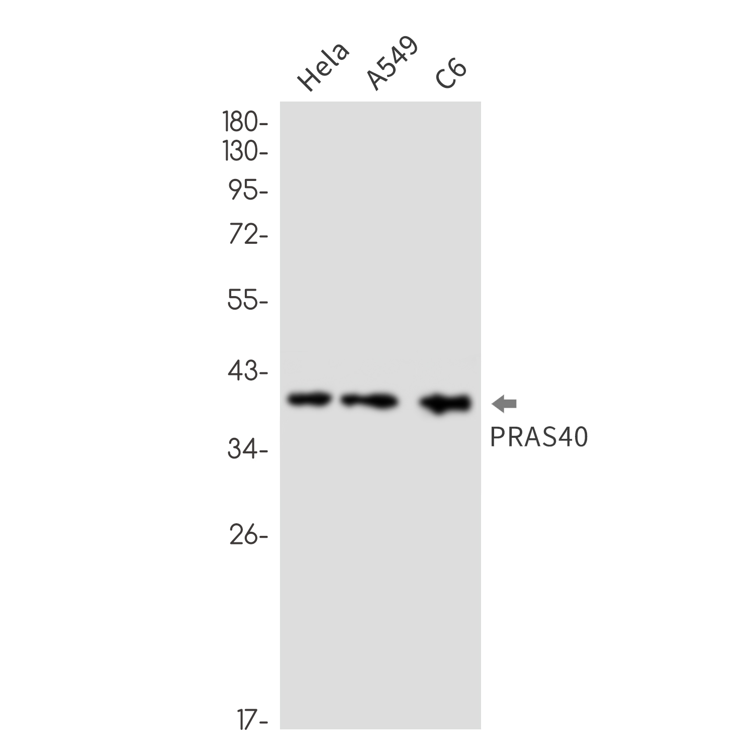 Anti-PRAS40 Rabbit mAb [50L63L80]