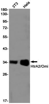 Anti-HtrA2 Rabbit mAb [52L82L86]