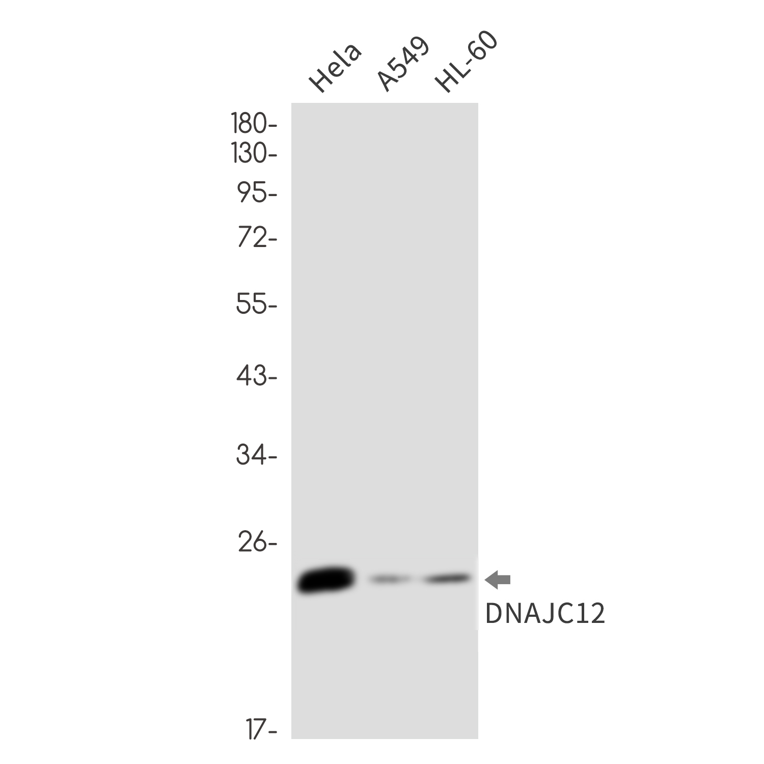 Anti-DNAJC12 Rabbit mAb [84K38L74]