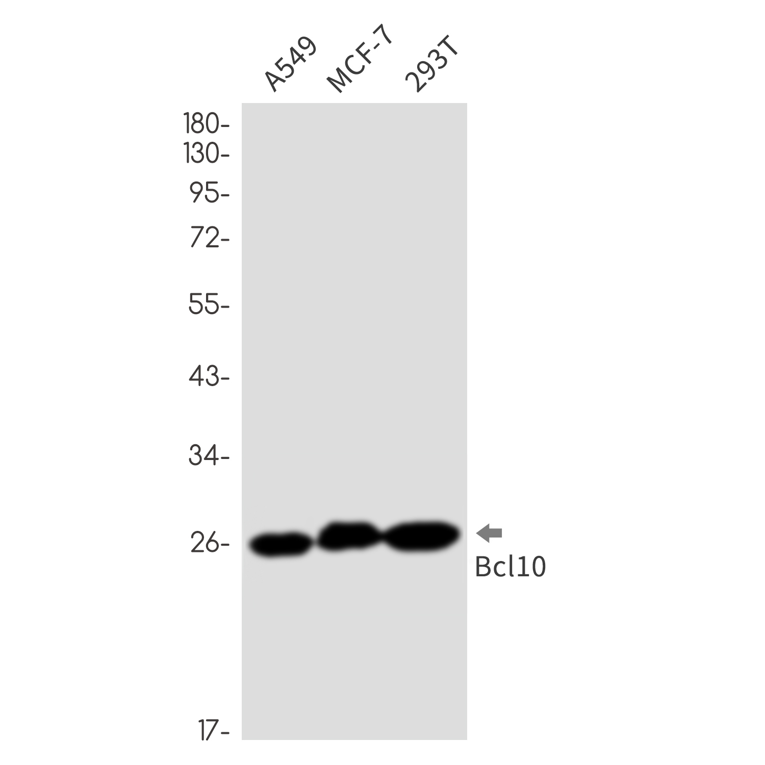 Anti-Bcl10 Rabbit mAb [69K63L73]