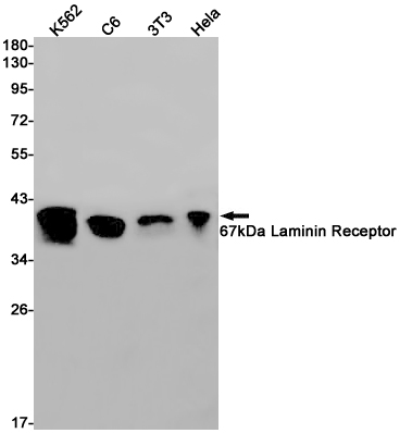 Anti-67kDa Laminin Receptor Rabbit mAb [88L83K55]
