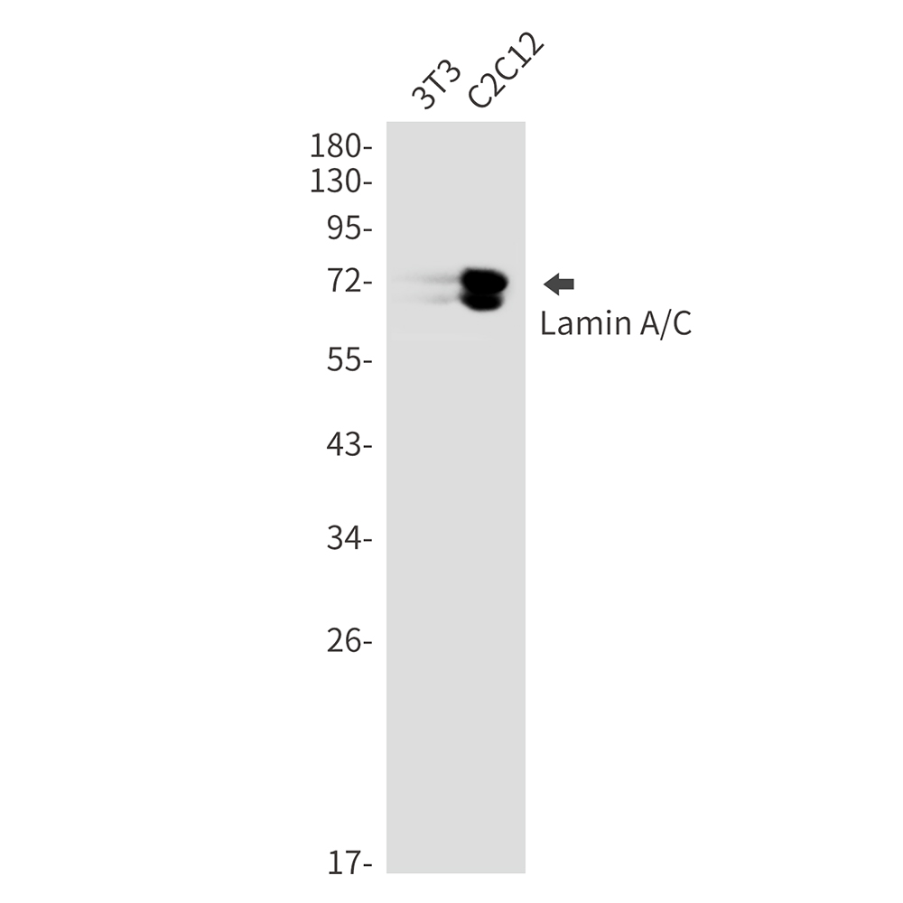 Anti-Lamin A/C Rabbit mAb [69M64L52]