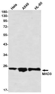 Anti-Max Dimerization Protein 3 Rabbit mAb [30K31K03]