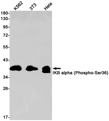 Anti-Phospho-IKB alpha (Ser36) Rabbit mAb [38L63M54]