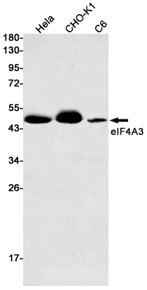 Anti-eIF4A3 Rabbit mAb [25L73M36]