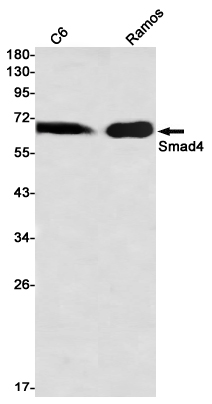 Anti-Smad4 Rabbit mAb [44L41L23]