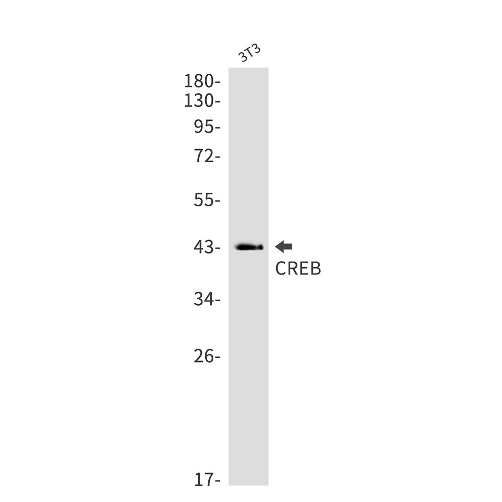 Anti-CREB Rabbit mAb [84L41K99]