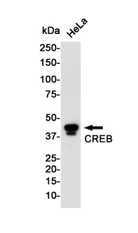 Anti-CREB Rabbit mAb [84L41K99]