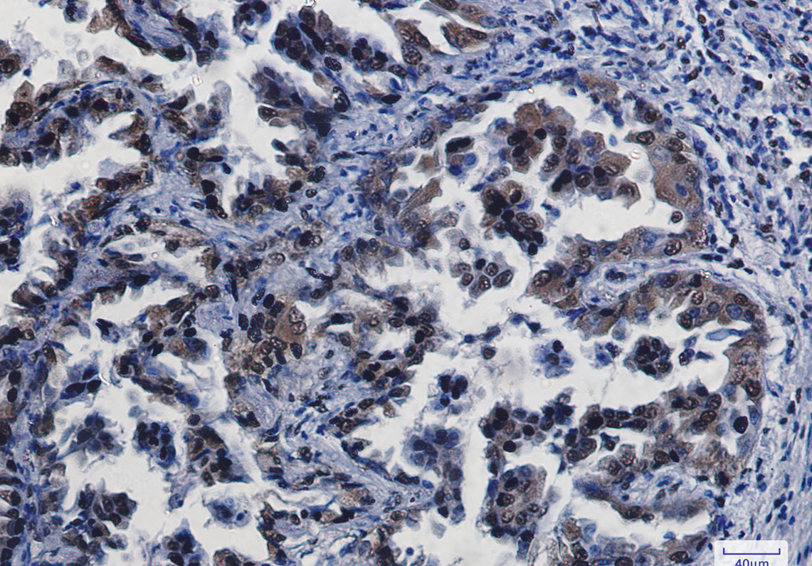 Anti-CREB Rabbit mAb [84L41K99]