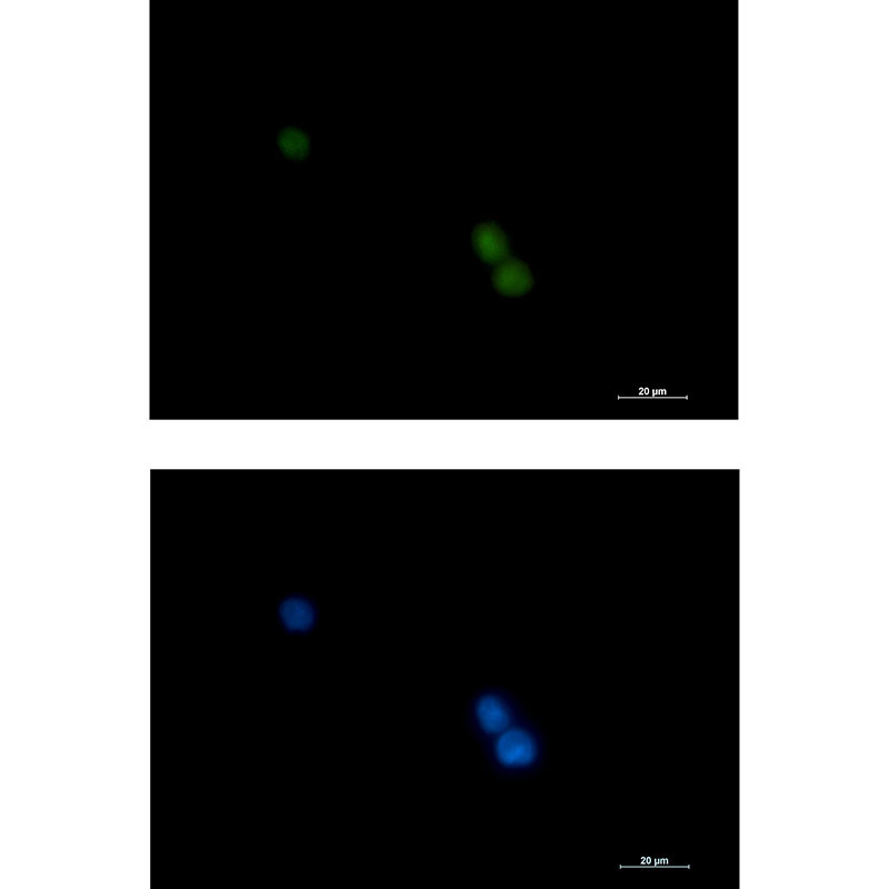 Anti-POLD1 Rabbit mAb [28K01M96]