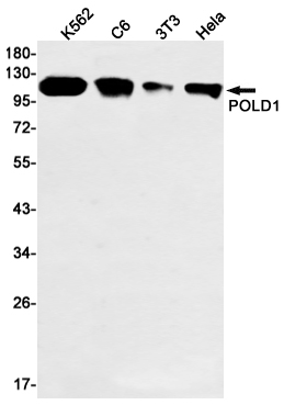 Anti-POLD1 Rabbit mAb [28K01M96]