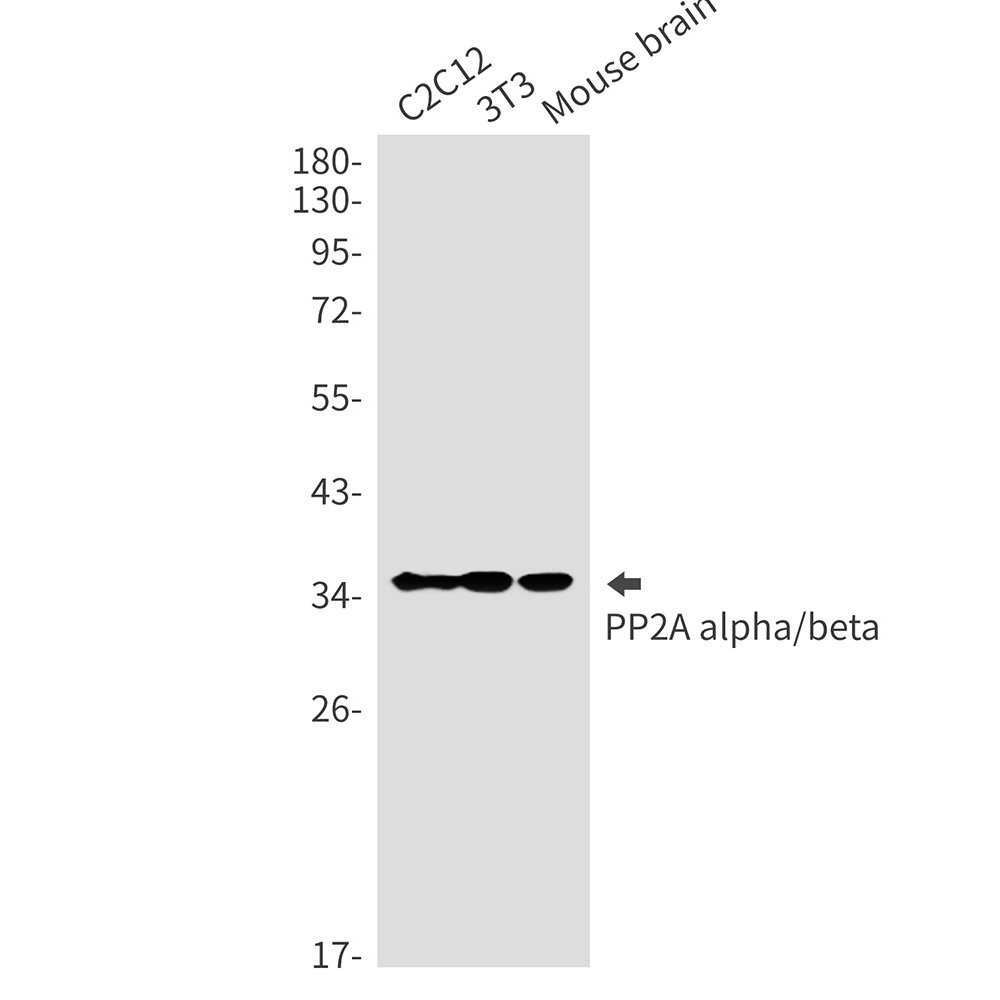 Anti-PP2A alpha/beta Rabbit mAb [68K98L03]