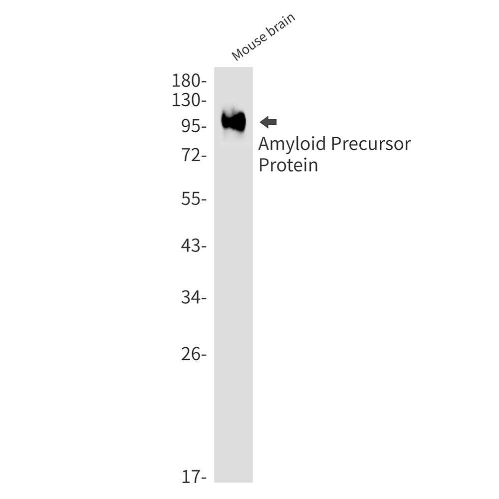 Anti-Amyloid Precursor Protein Rabbit mAb [43L53M98]