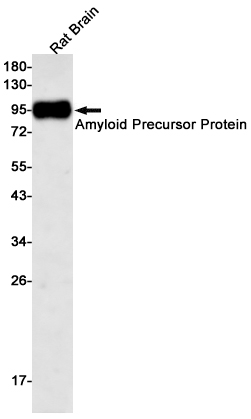 Anti-Amyloid Precursor Protein Rabbit mAb [43L53M98]