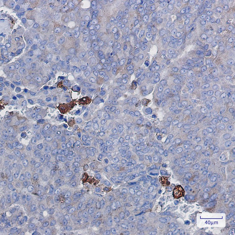 Anti-Amyloid Precursor Protein Rabbit mAb [43L53M98]