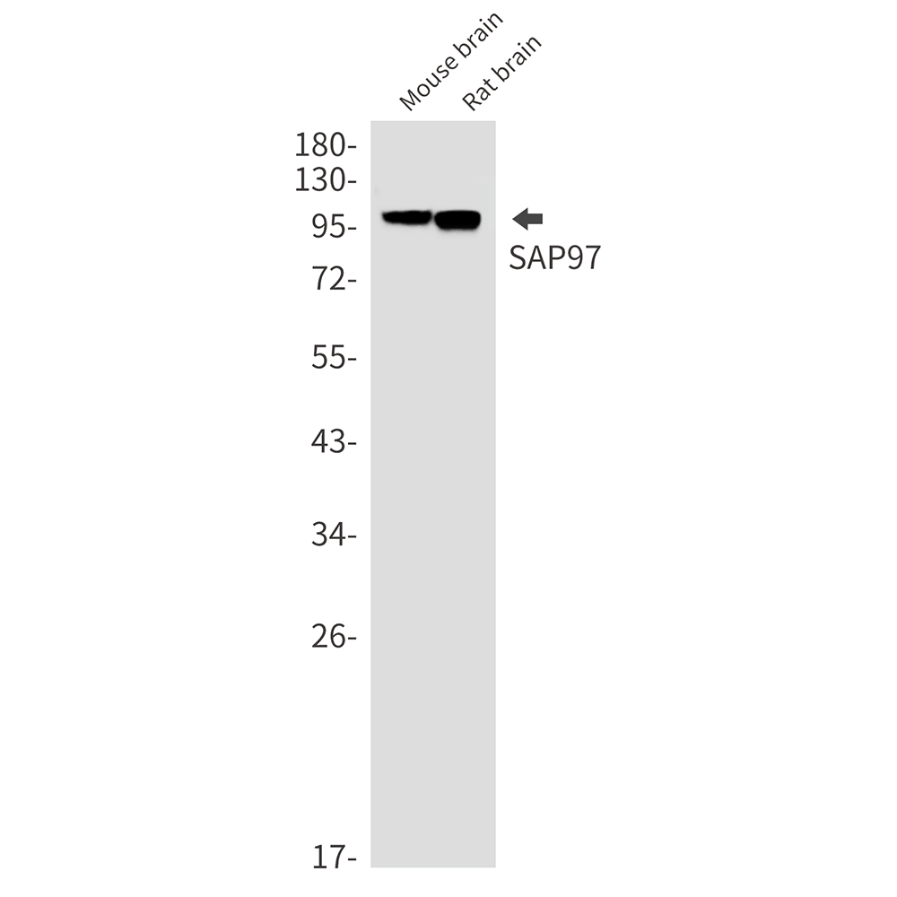 Anti-SAP97 Rabbit mAb [73K07L06]