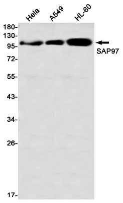 Anti-SAP97 Rabbit mAb [73K07L06]