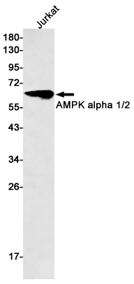 Anti-AMPK alpha Rabbit mAb [91M60L29]