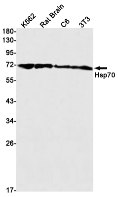 Anti-Hsp70 Rabbit mAb [22M65K21]