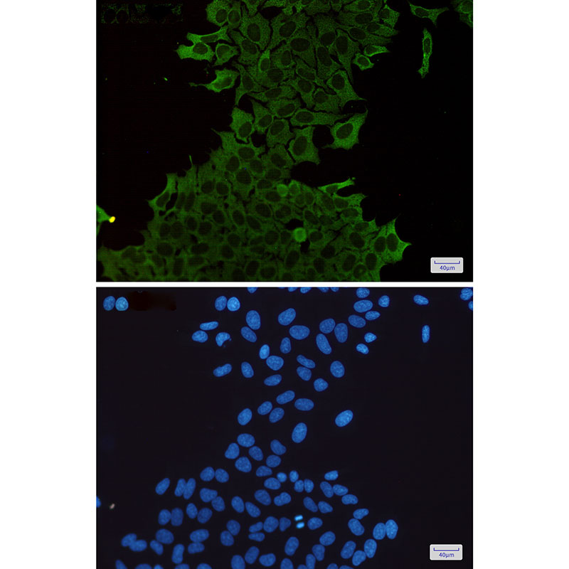 Anti-Hsp70 Rabbit mAb [22M65K21]