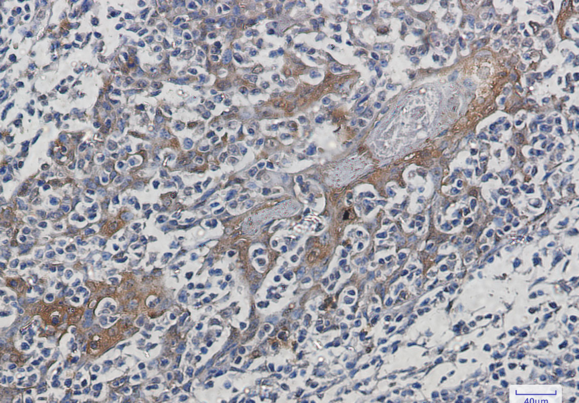 Anti-Hsp70 Rabbit mAb [22M65K21]