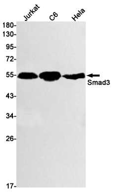 Anti-Smad3 Rabbit mAb [19K90K45]