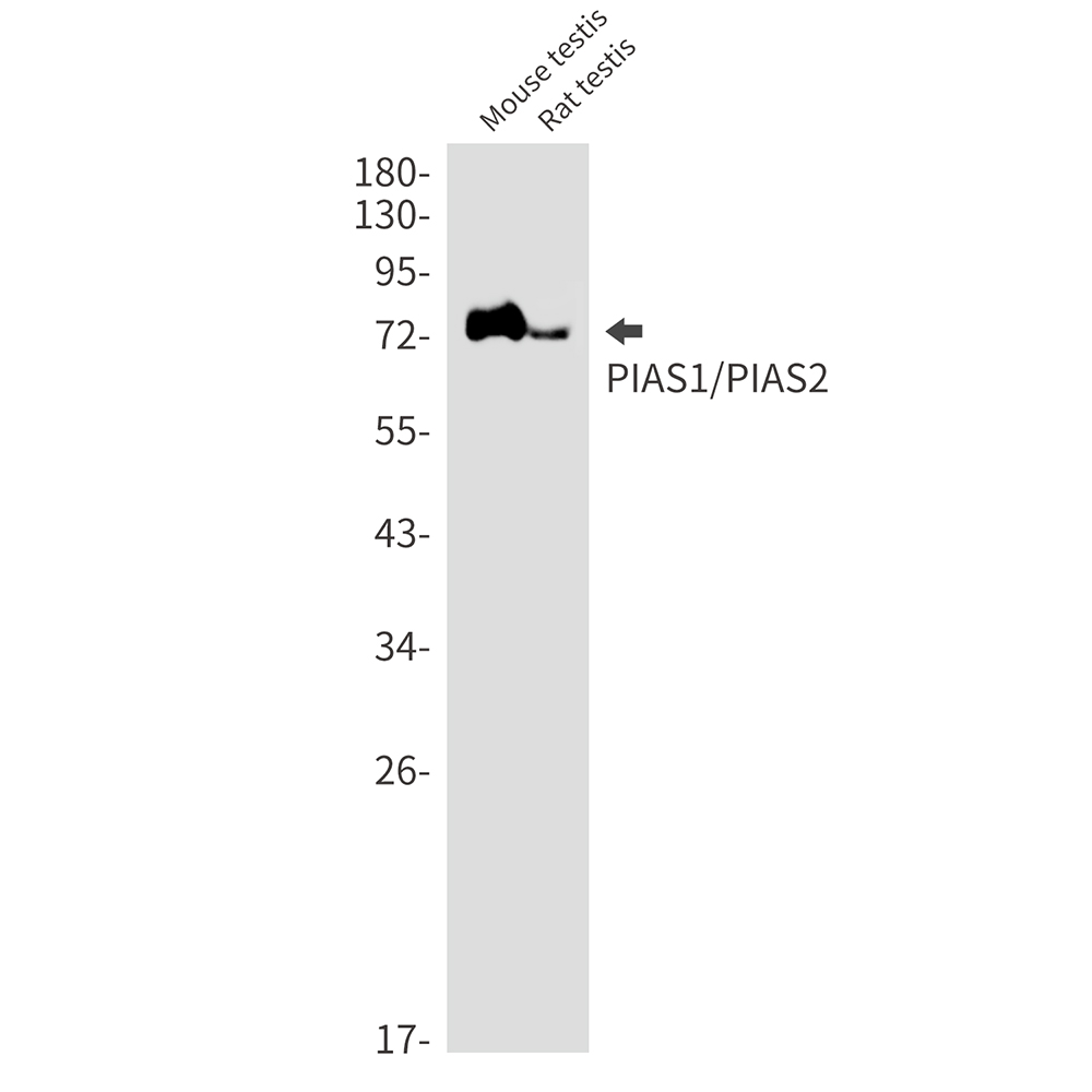 Anti-PIAS1/2 Rabbit mAb [60K48M21]