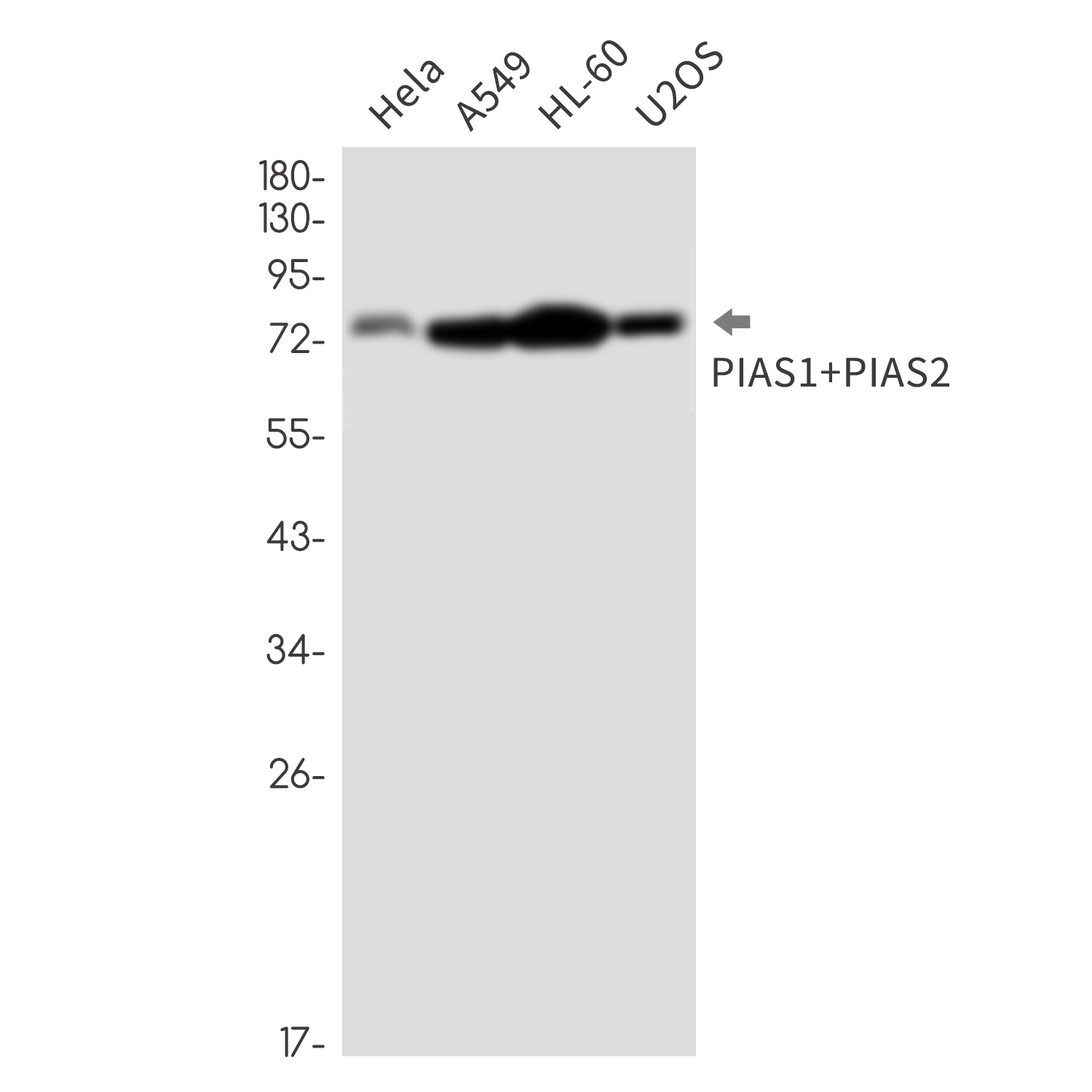 Anti-PIAS1/2 Rabbit mAb [60K48M21]