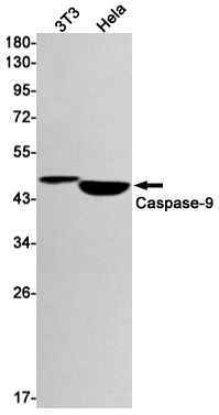 Anti-Caspase 9 Rabbit mAb [22K30K30]