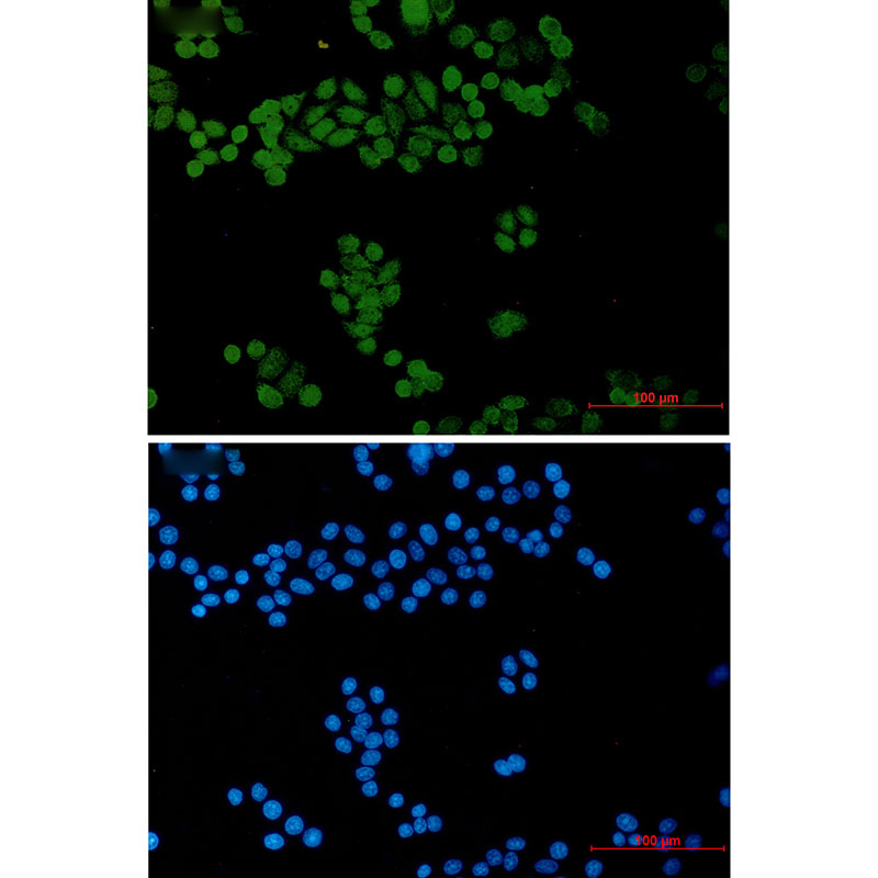 Anti-TFII I Rabbit mAb [66M61K15]