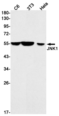 Anti-JNK1 Rabbit mAb [73K61K10]