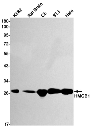 Anti-HMGB1 Rabbit mAb [28L06M74]
