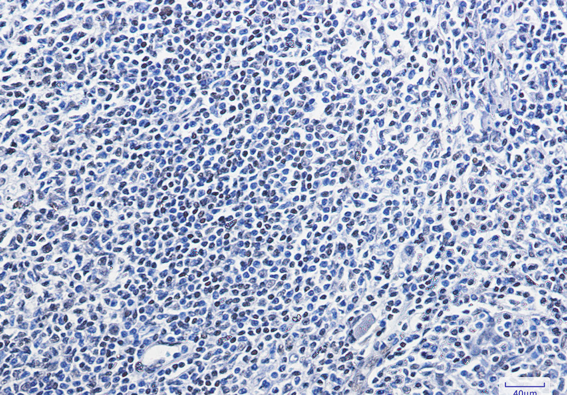 Anti-HMGB1 Rabbit mAb [28L06M74]