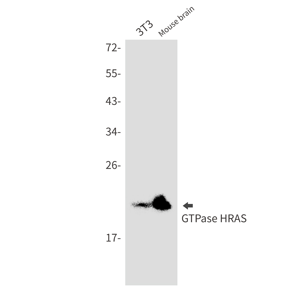 Anti-Ras Rabbit mAb [76K68L14]