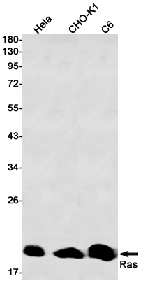Anti-Ras Rabbit mAb [76K68L14]