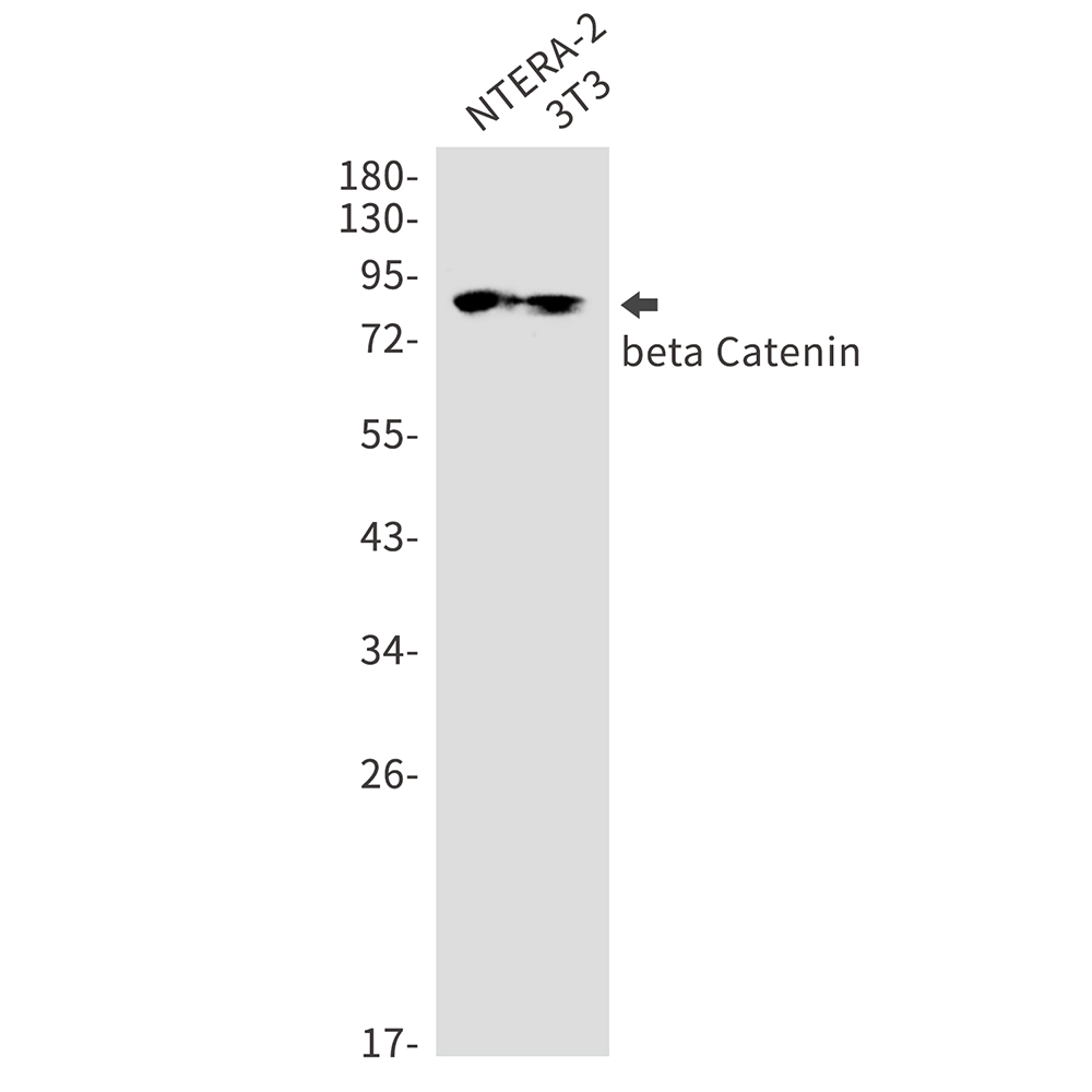 Anti-beta Catenin Rabbit mAb [41K66K10]