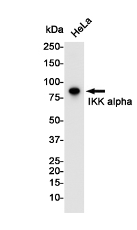 Anti-IKK alpha Rabbit mAb [18K47L78]