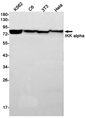 Anti-IKK alpha Rabbit mAb [18K47L78]