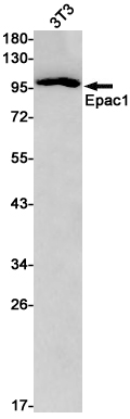 Anti-Epac1 Rabbit mAb [69L81L22]
