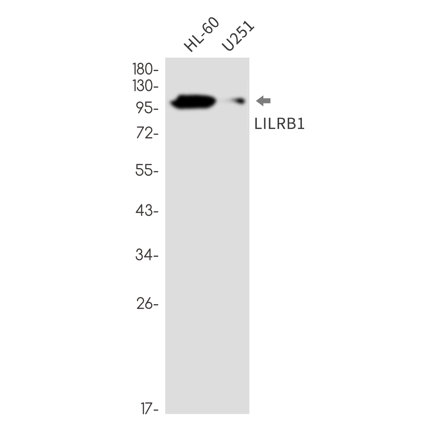 Anti-LILRB1 Rabbit mAb [81K04K29]