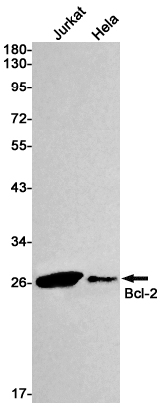 Anti-Bcl2 Rabbit mAb [74M56L90]