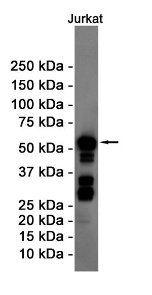 Anti-Cyclin B1 Rabbit mAb [67K54M48]