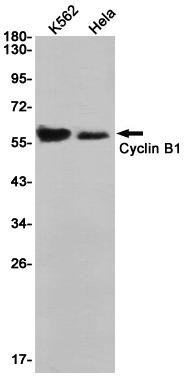 Anti-Cyclin B1 Rabbit mAb [67K54M48]