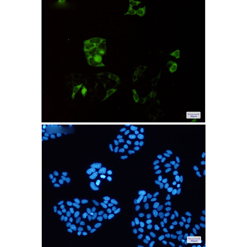 Anti-Cyclin B1 Rabbit mAb [67K54M48]