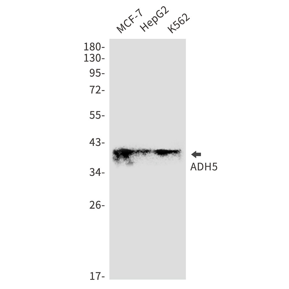 Anti-ADH5 Rabbit mAb [20K46L78]