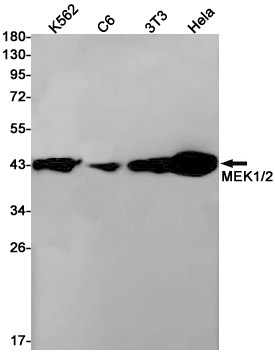 Anti-MEK1/2 Rabbit mAb [28M97L55]