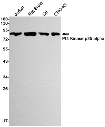 Anti-PI3 Kinase p85 alpha Rabbit mAb [39L59L25]