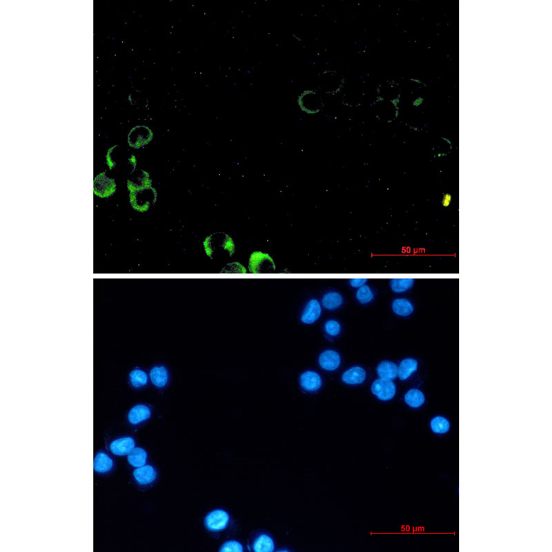 Anti-PI3 Kinase p85 alpha Rabbit mAb [39L59L25]