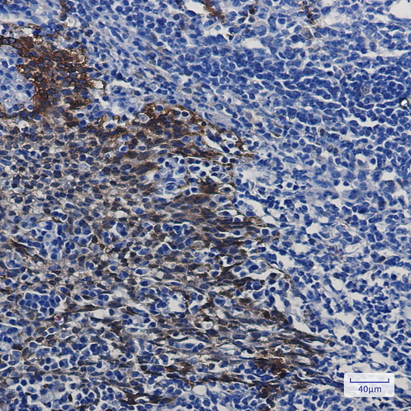 Anti-Hsp70 Rabbit mAb [55K63M10]