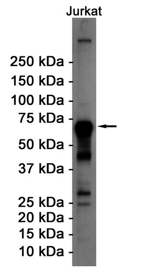 Anti-ATF2 Rabbit mAb [43M55K49]